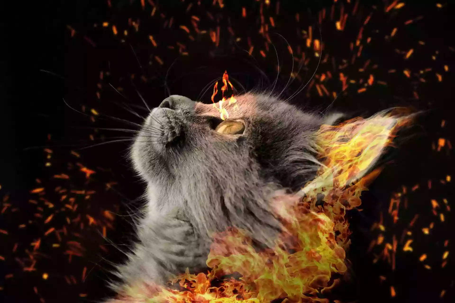 Fire Cat